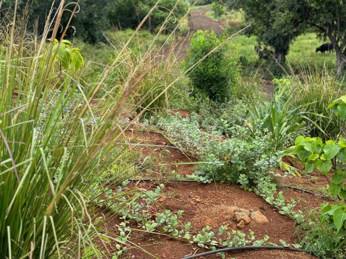 Native Zone PROJECTS